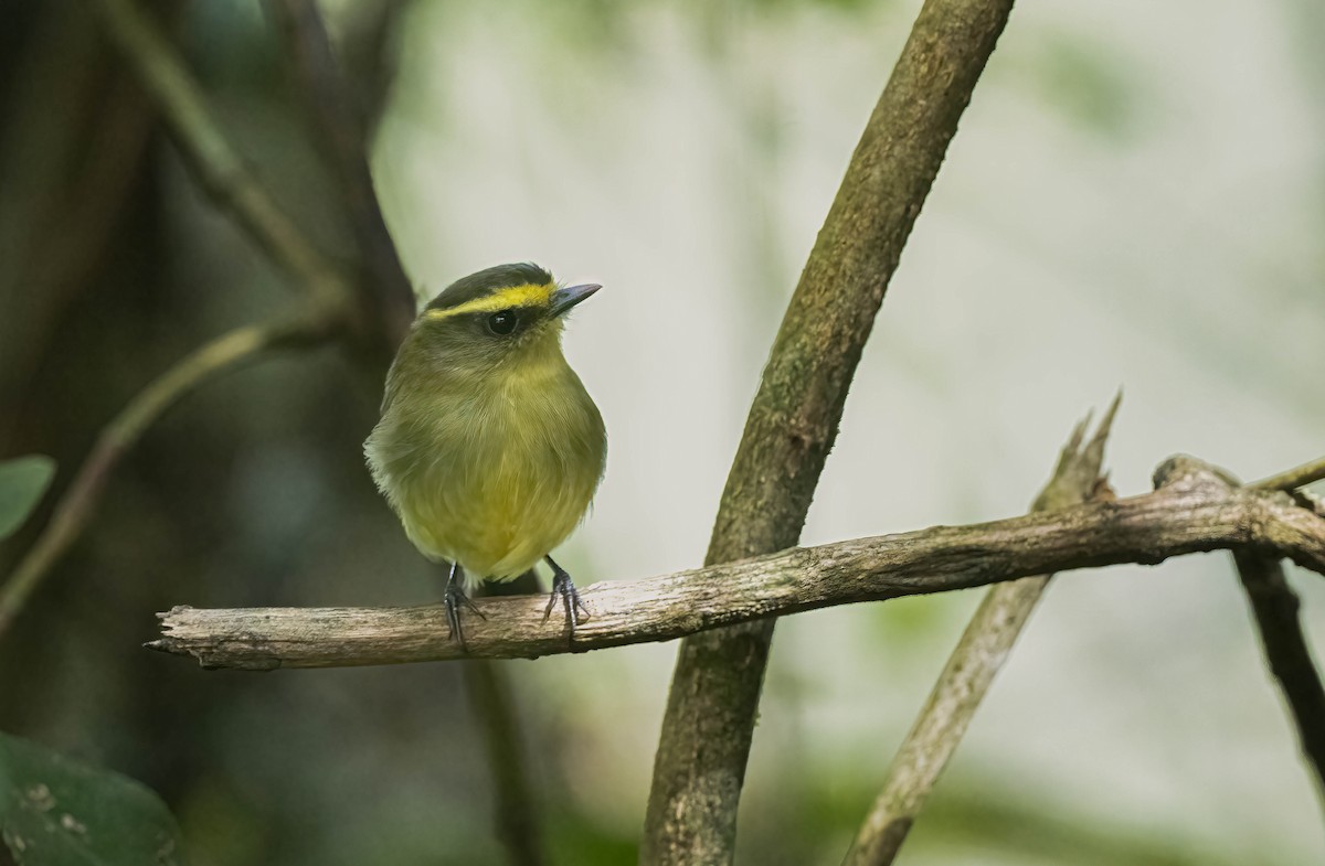 Yellow-bellied Chat-Tyrant - ML609434341