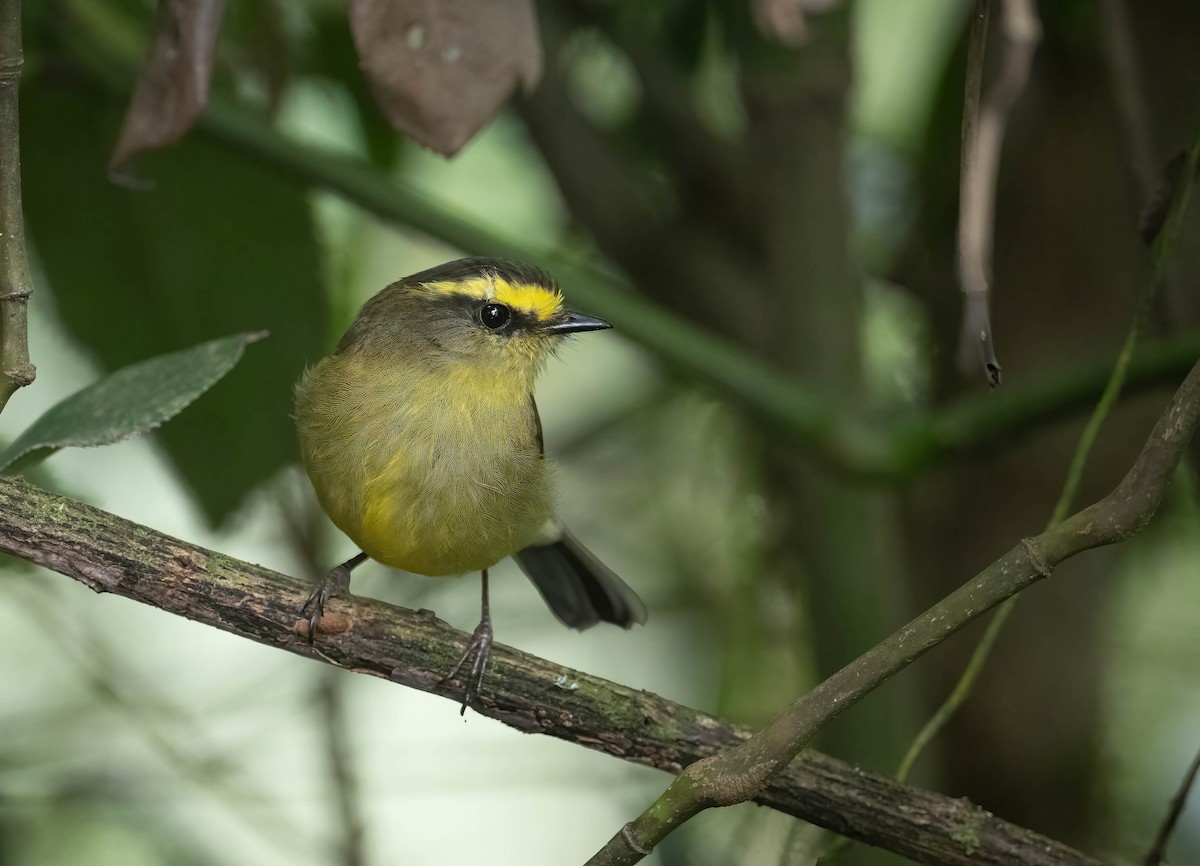 Yellow-bellied Chat-Tyrant - ML609434373