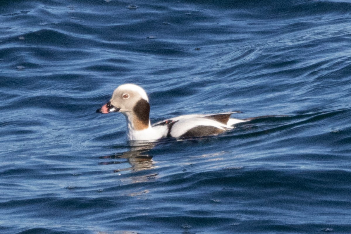 Long-tailed Duck - ML609434622