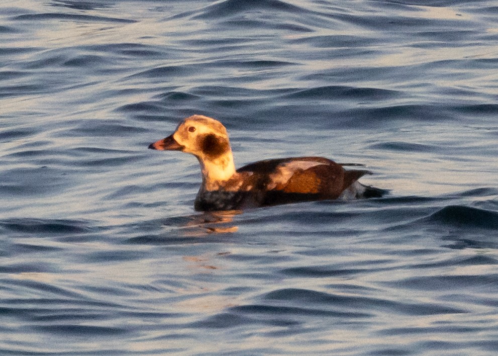 Long-tailed Duck - ML609434777