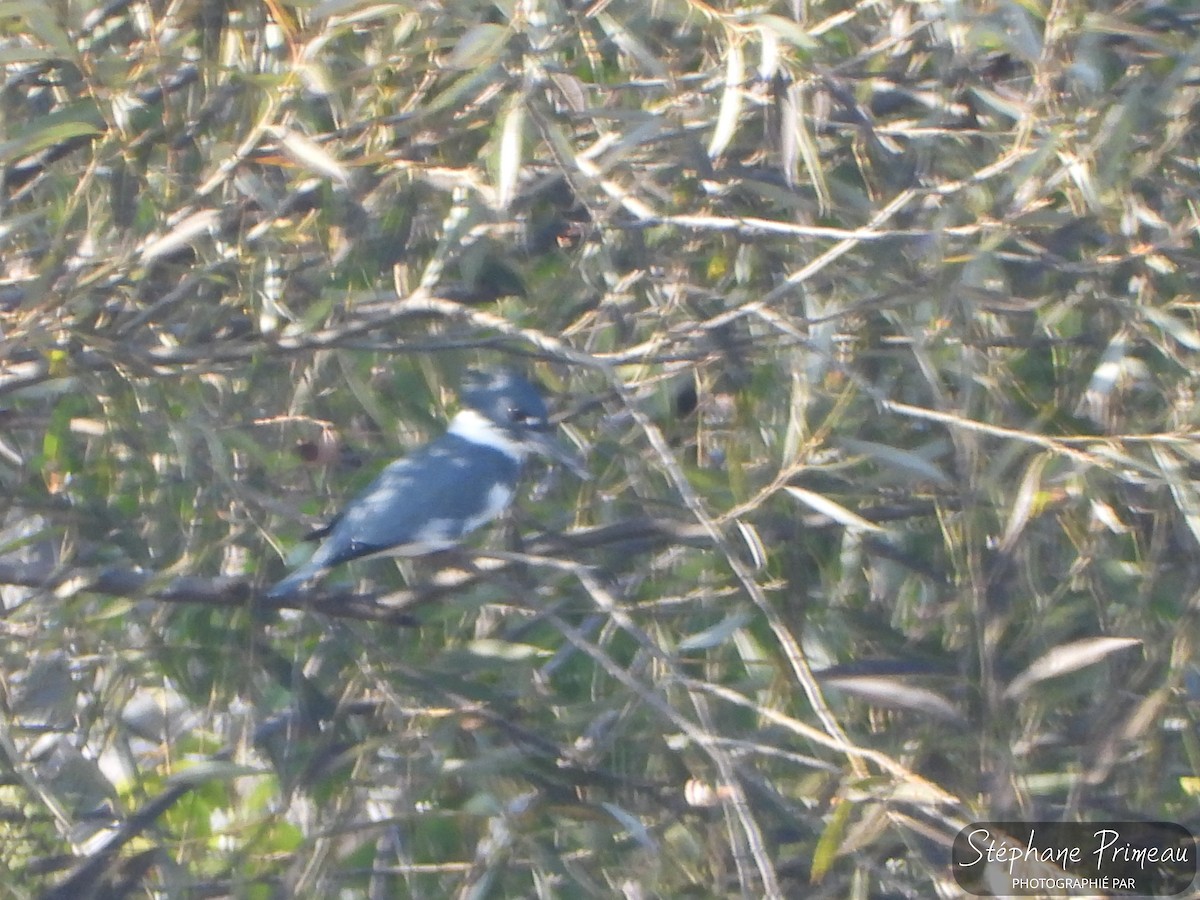 Belted Kingfisher - ML609434801