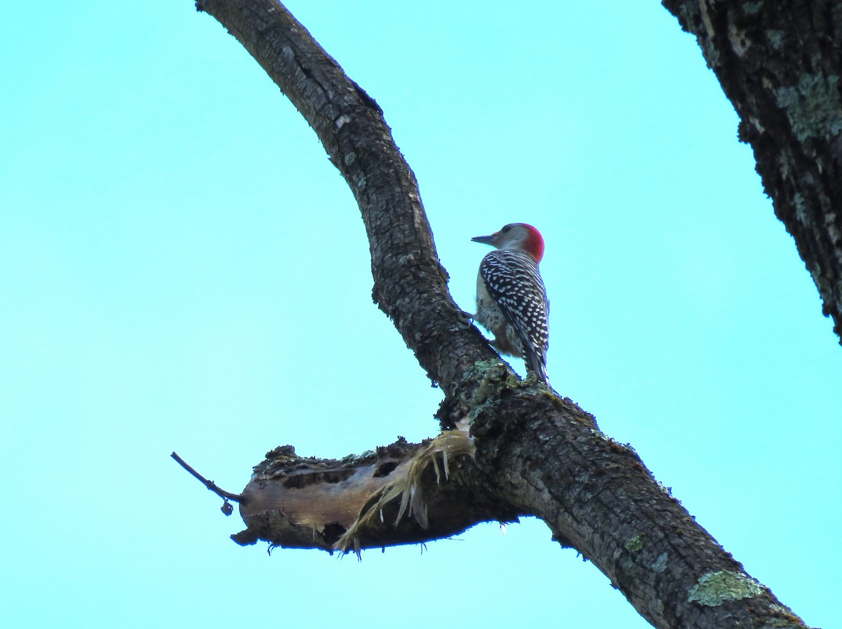Red-bellied Woodpecker - ML609434904
