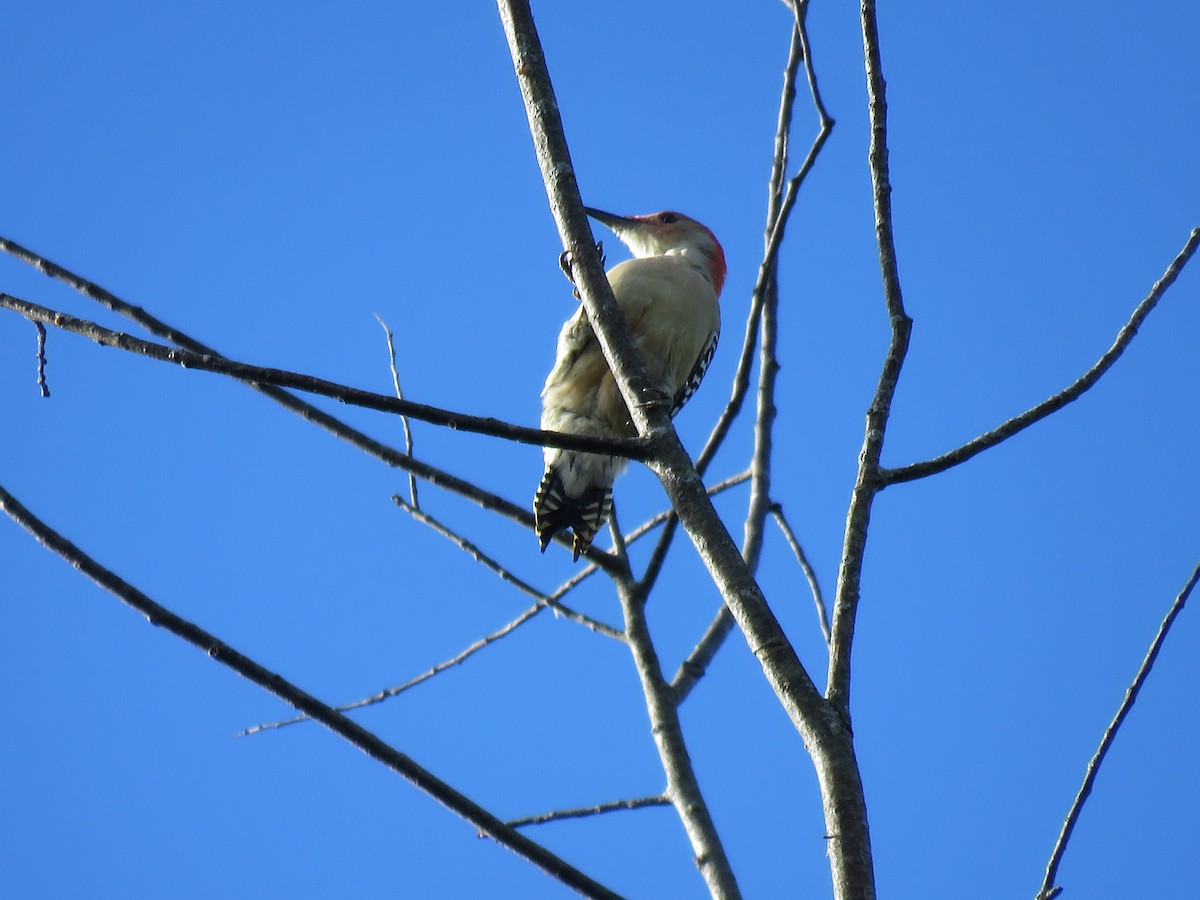 Red-bellied Woodpecker - ML609434905