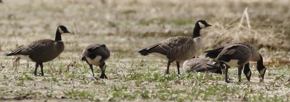 Cackling Goose (Aleutian) - ML609435310