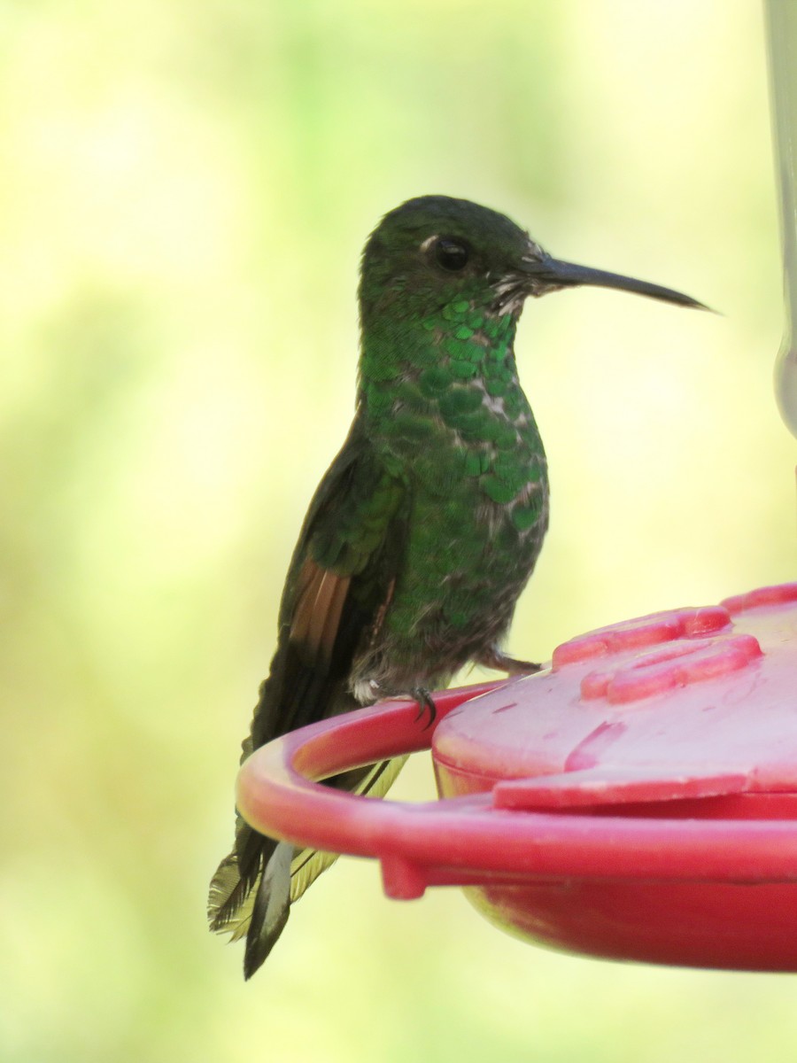 Stripe-tailed Hummingbird - ML609435387