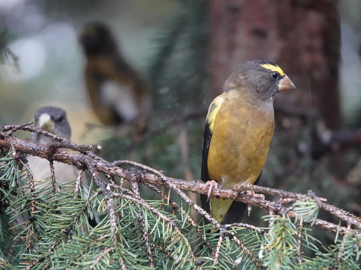 Evening Grosbeak - ML609435468