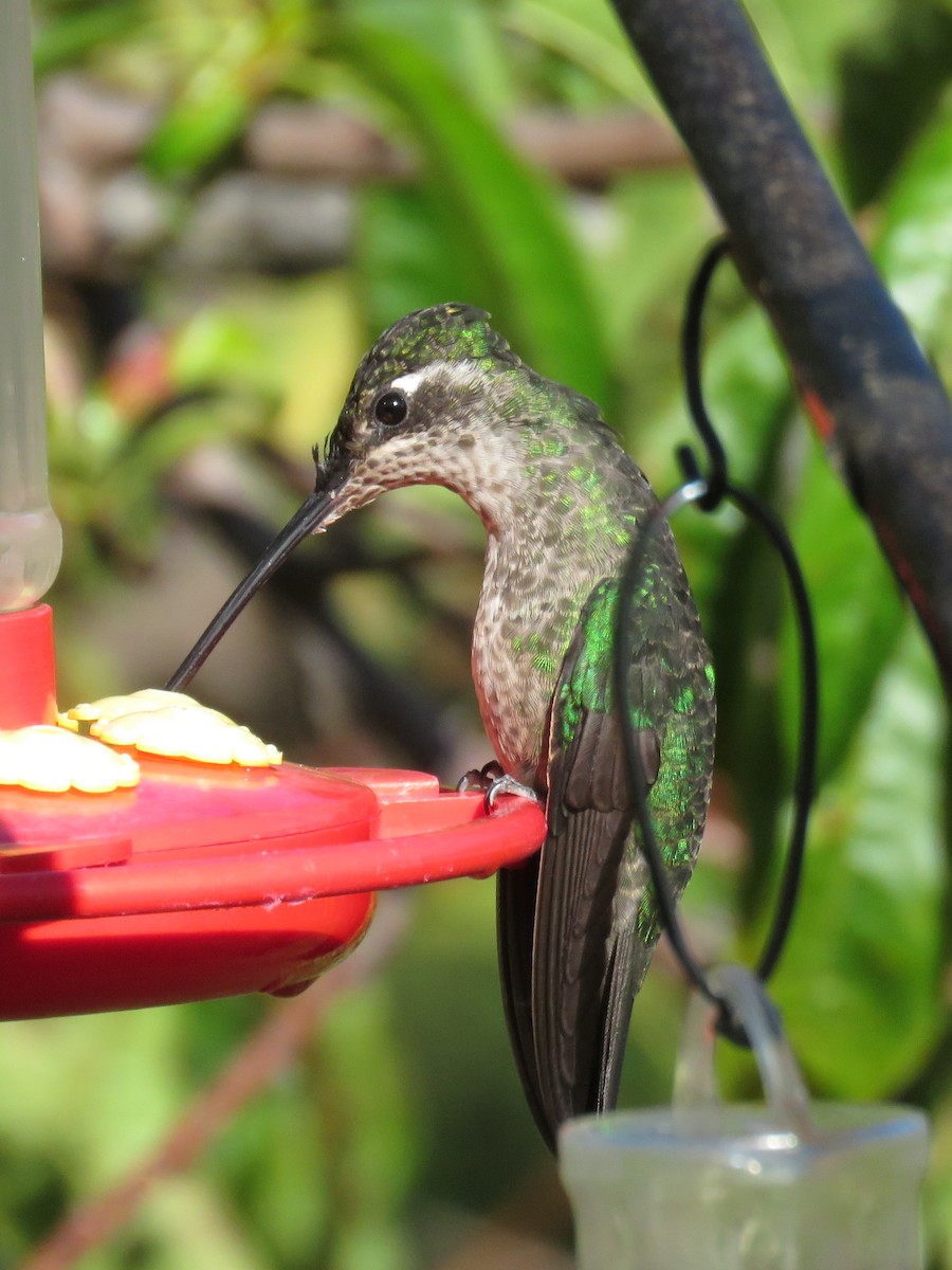 Talamanca Hummingbird - ML609435564