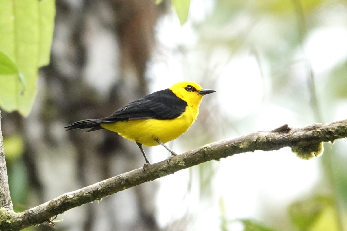 Black-and-yellow Tanager - ML609435567