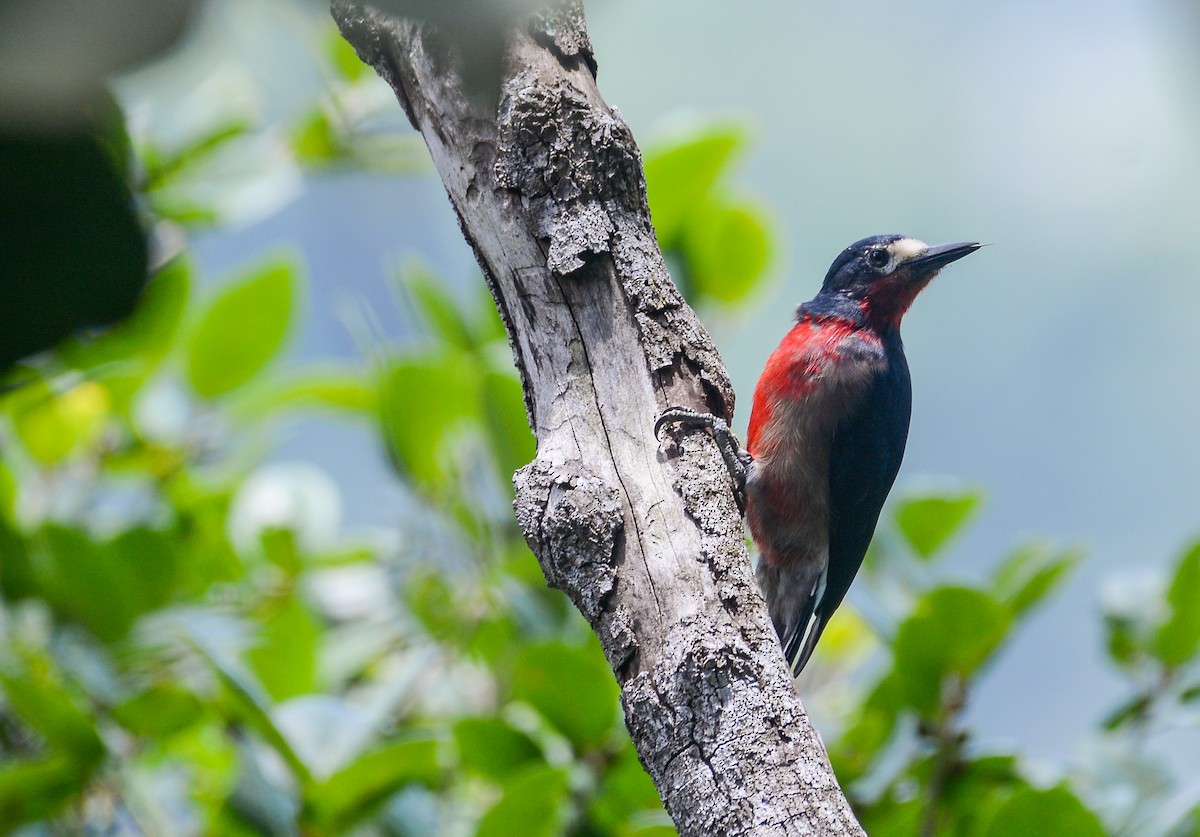 Puerto Rican Woodpecker - ML609435734