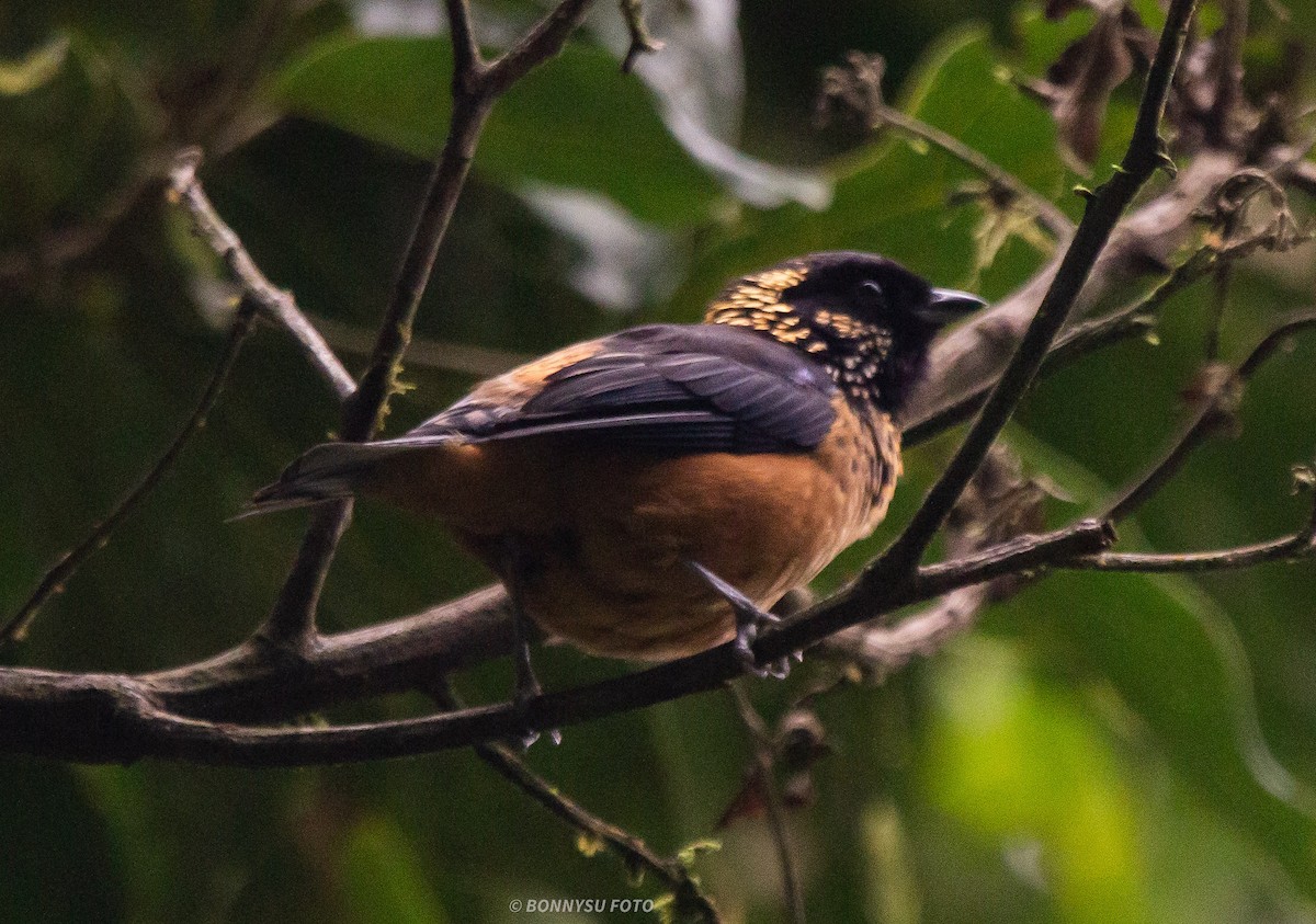 Spangle-cheeked Tanager - ML609435839