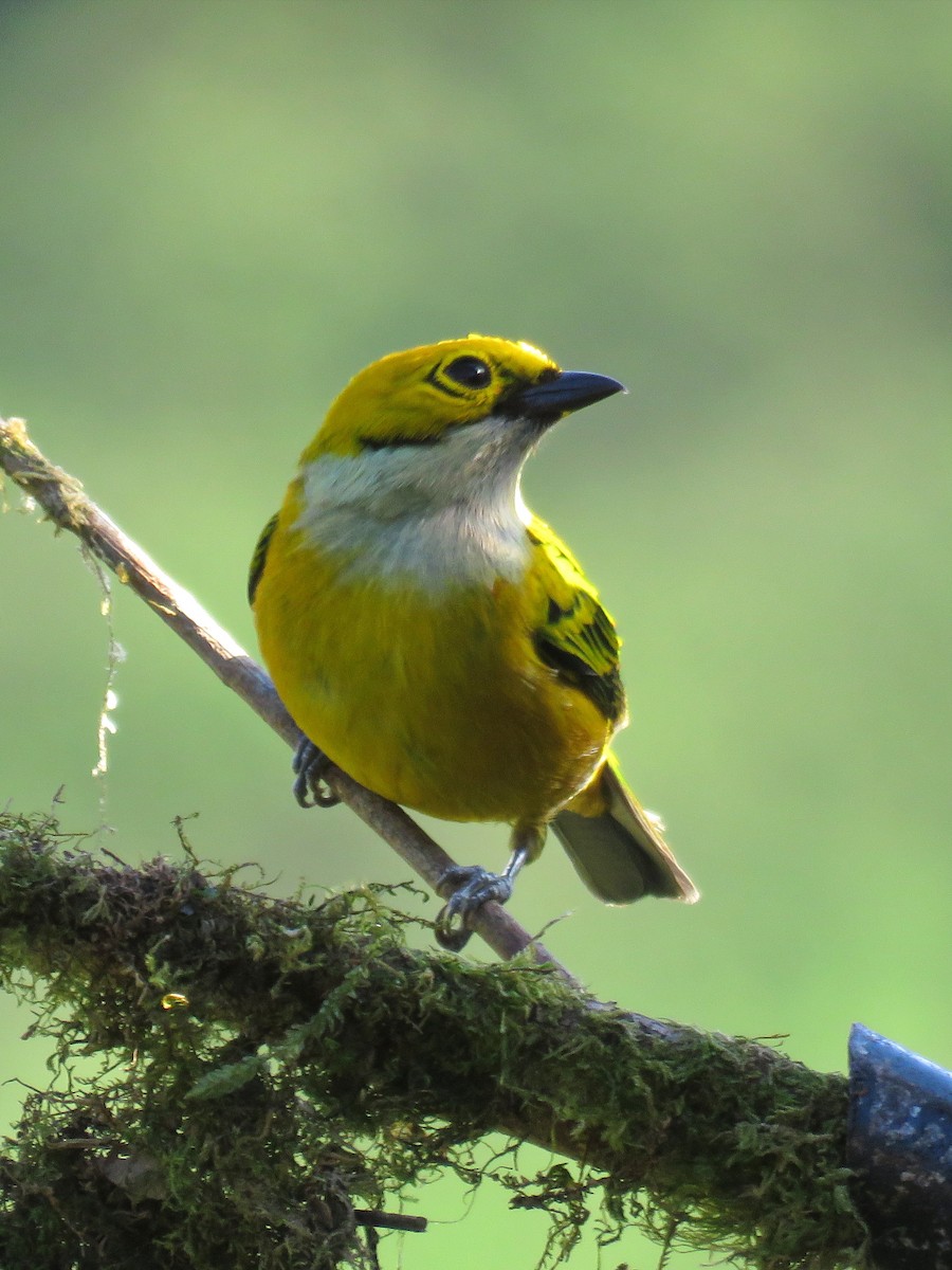 Silver-throated Tanager - ML609435849
