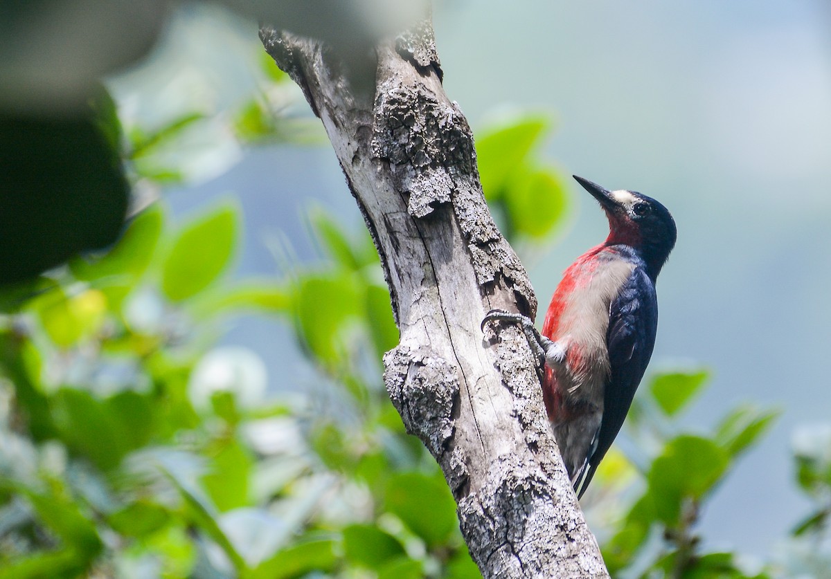 Puerto Rican Woodpecker - ML609435869