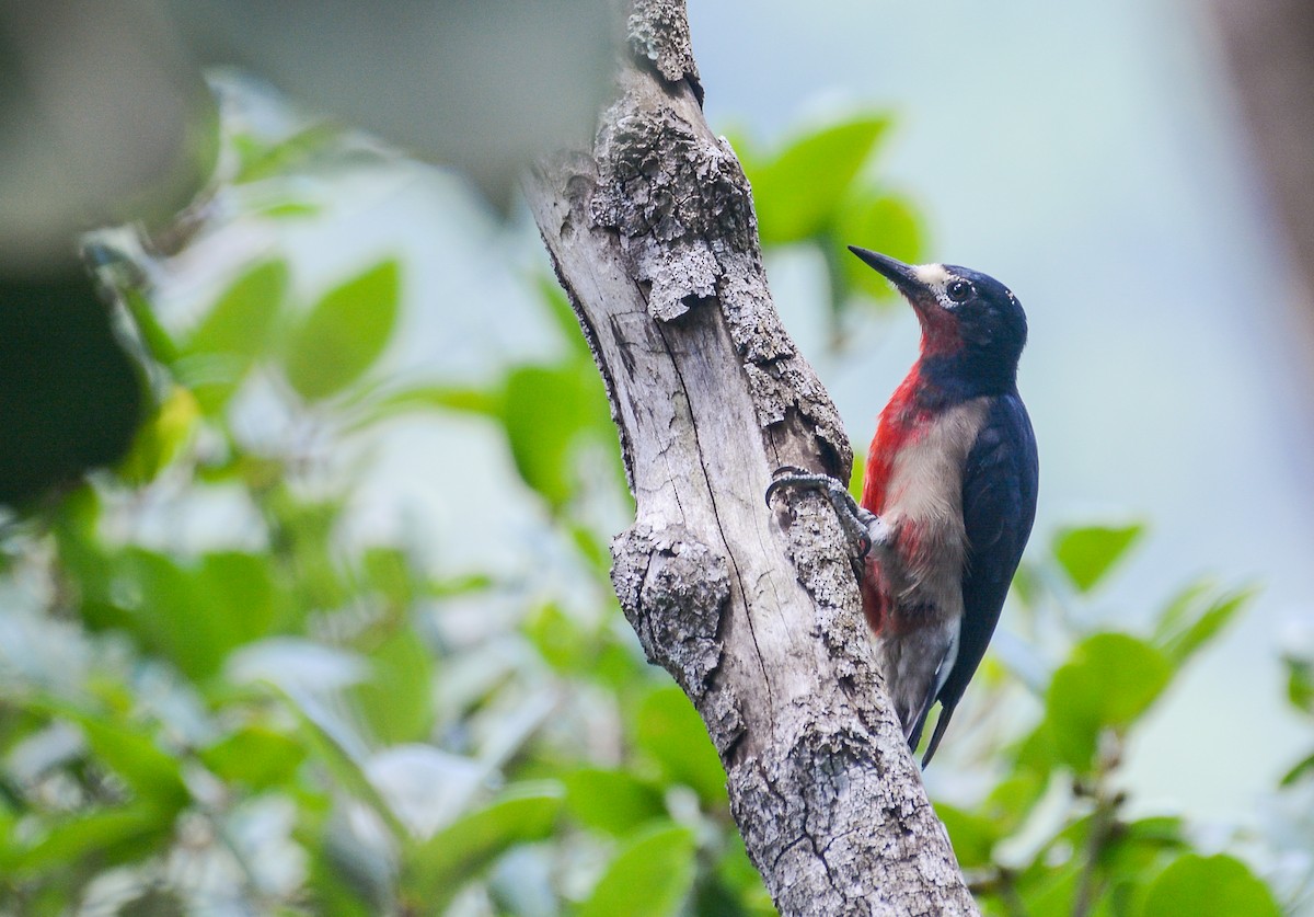 Puerto Rican Woodpecker - ML609435870