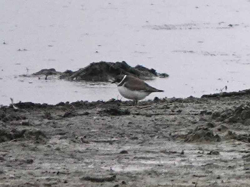 Semipalmated Plover - ML609436044