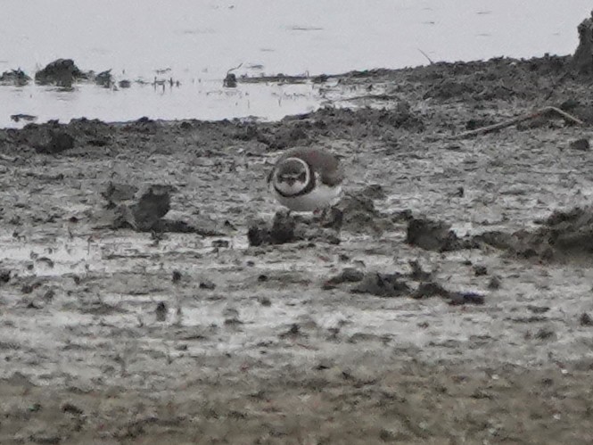 Semipalmated Plover - ML609436045