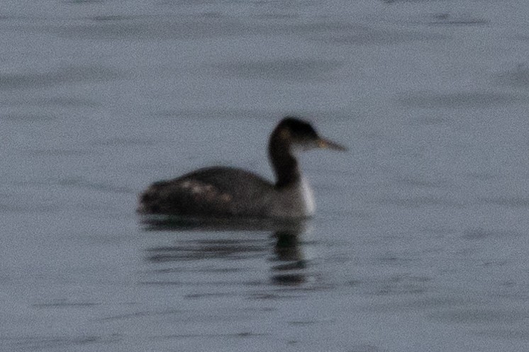 Red-necked Grebe - ML609436278