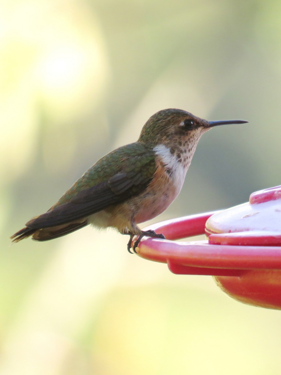 Scintillant Hummingbird - ML609436330