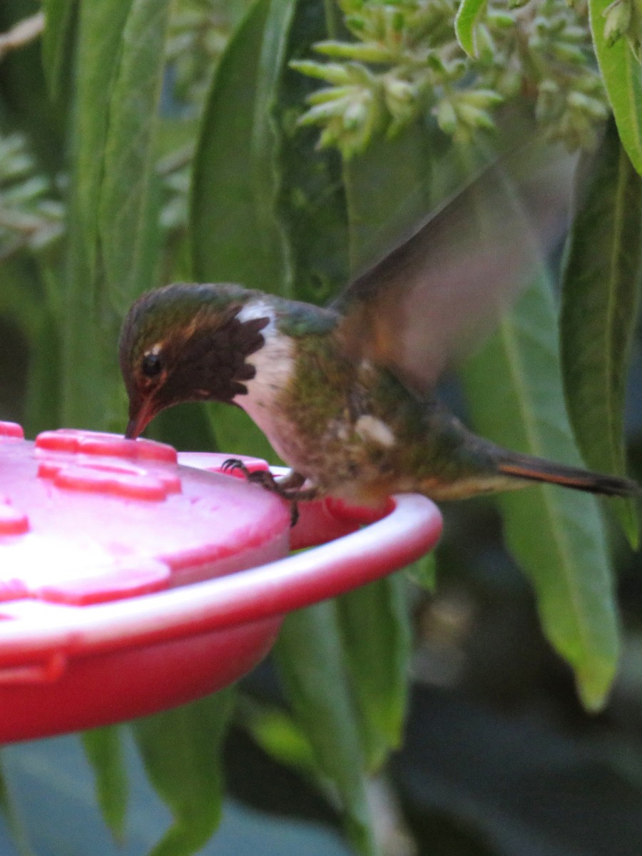 Volcano Hummingbird - ML609436436