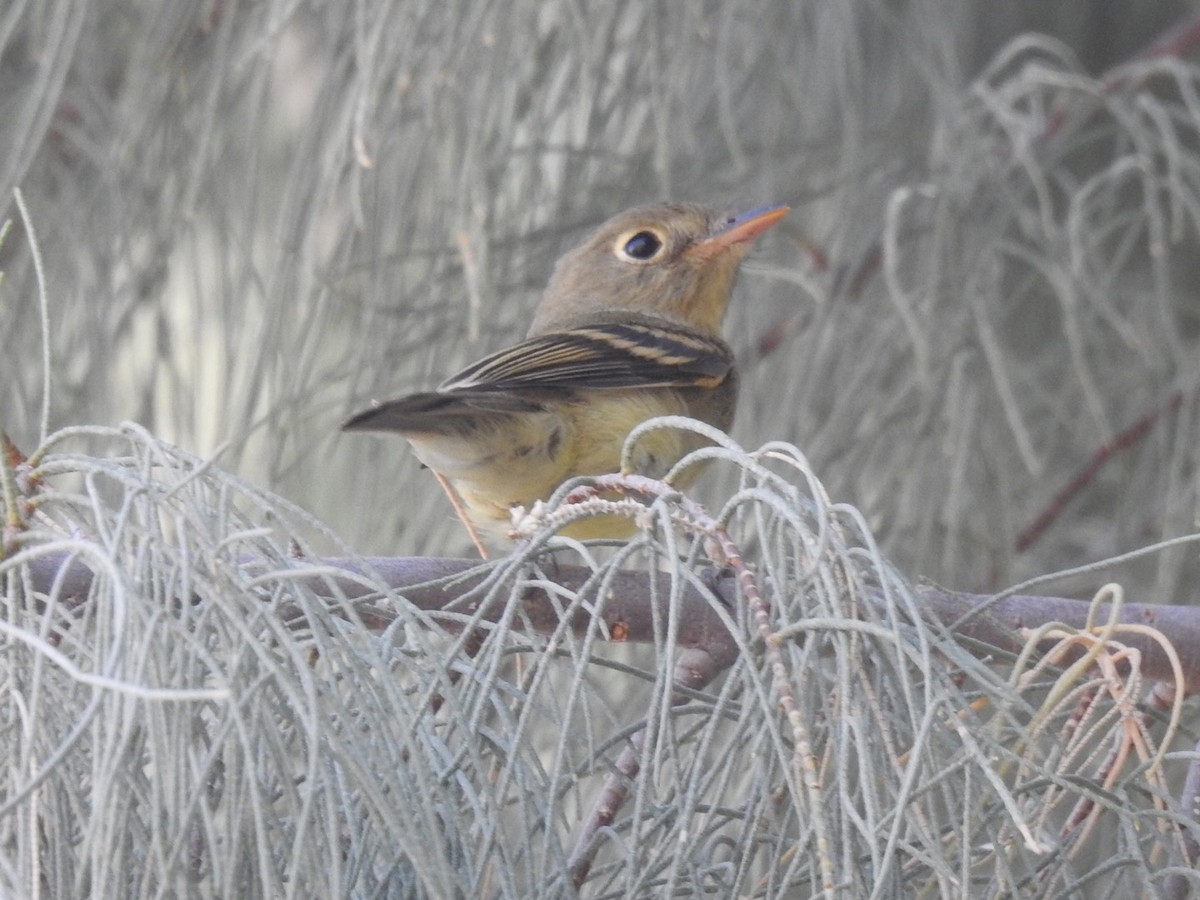 Empidonax sp. - ML609436585