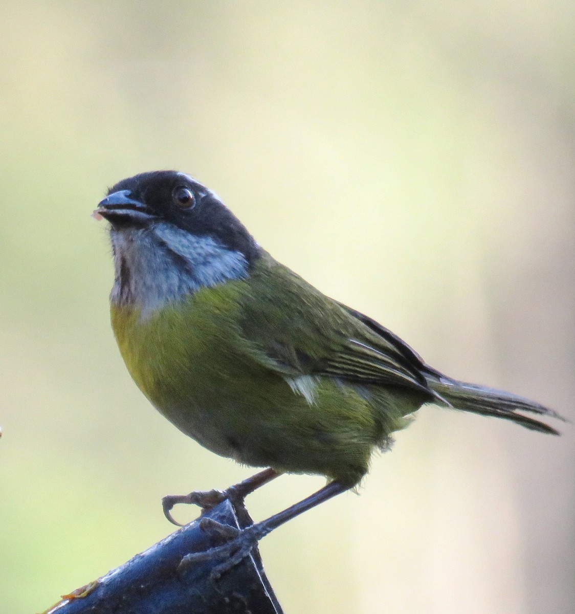 Sooty-capped Chlorospingus - ML609436763