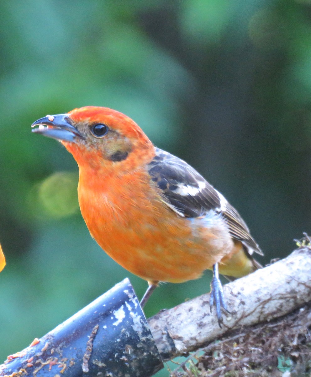 Flame-colored Tanager - ML609436872