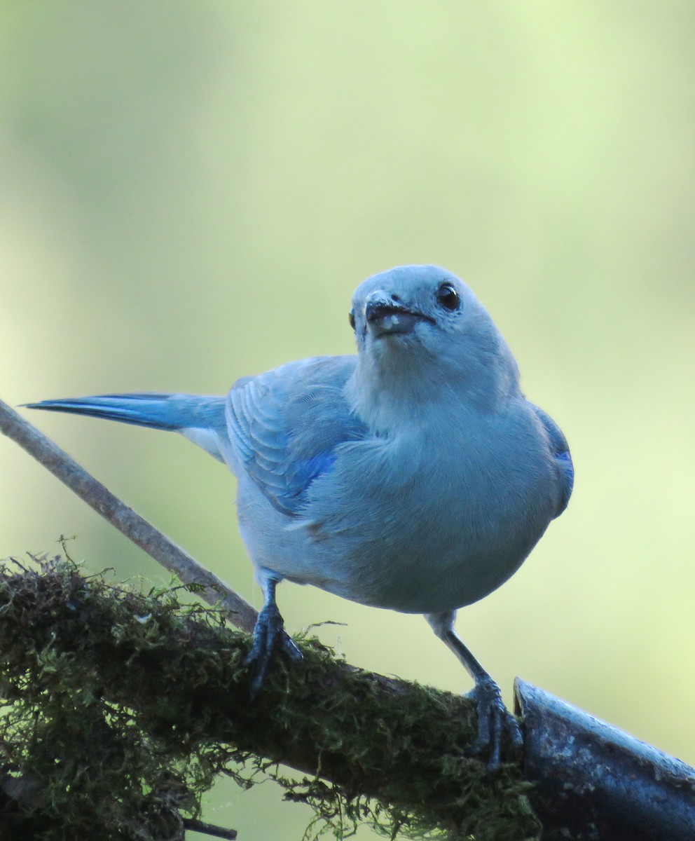 Blue-gray Tanager - ML609436930