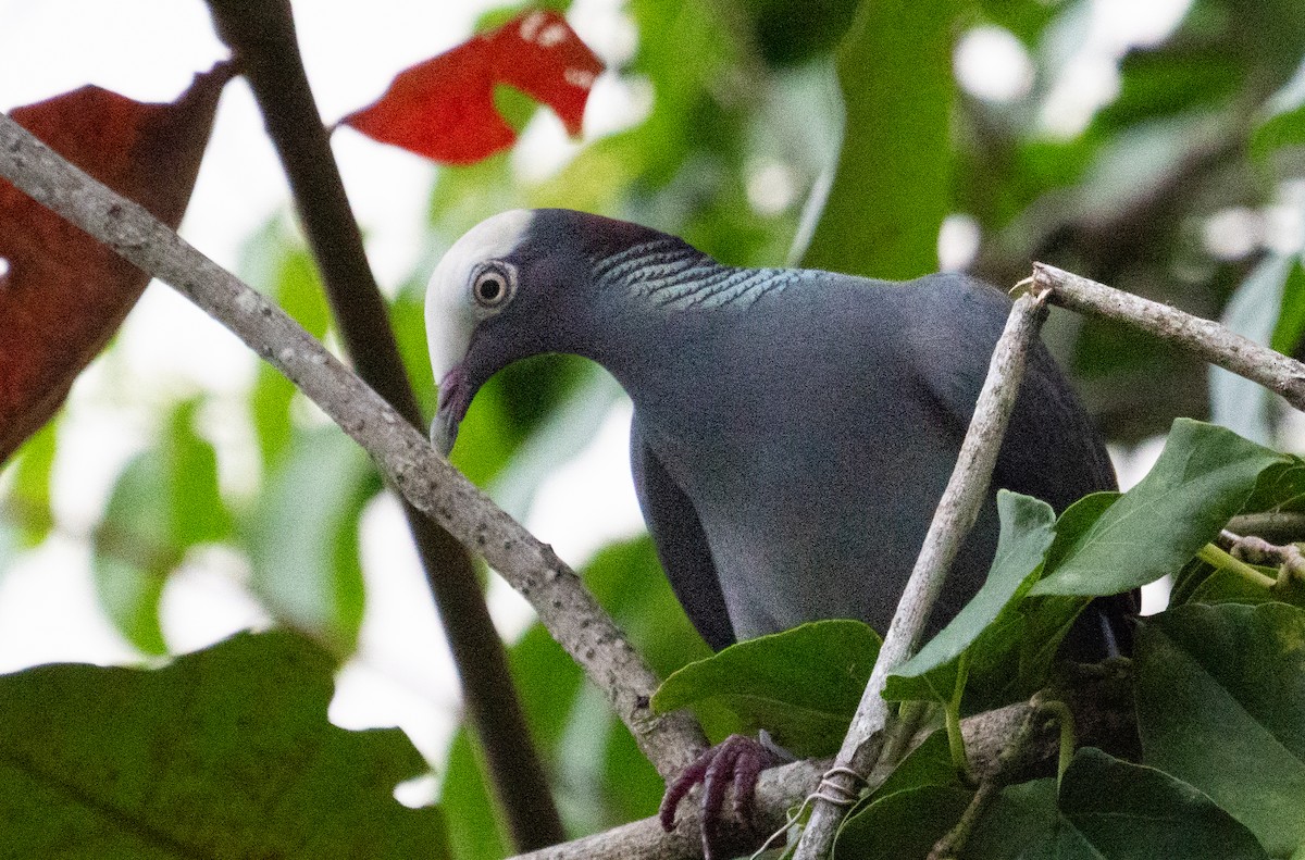 White-crowned Pigeon - ML609437177