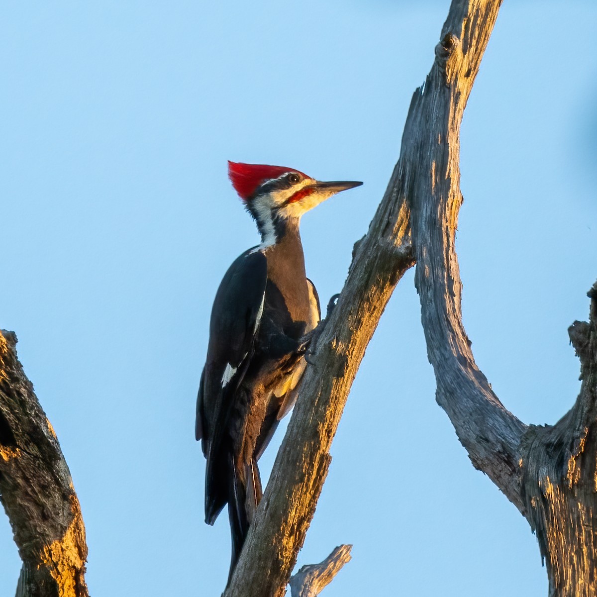 Pileated Woodpecker - ML609437220