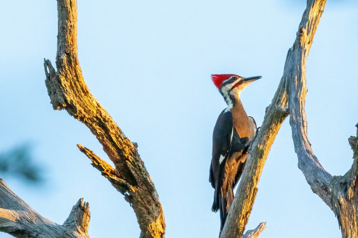 Pileated Woodpecker - ML609437223