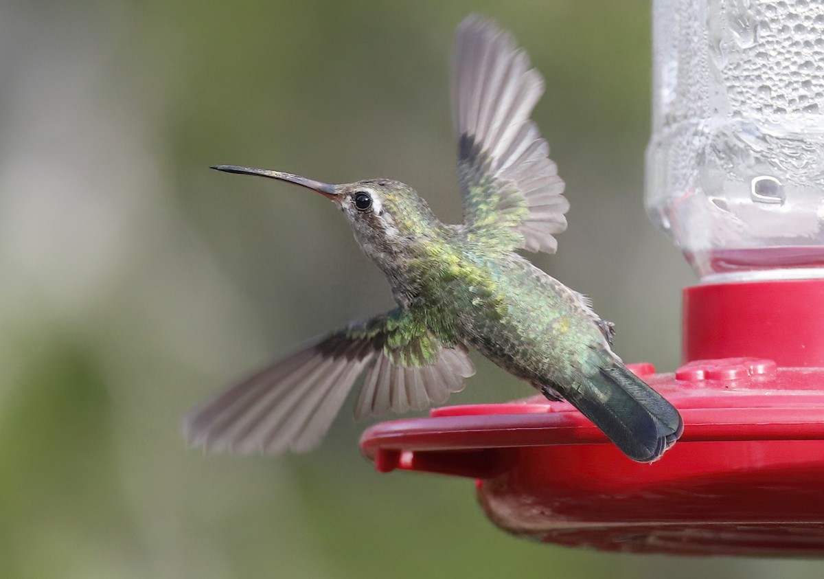 Broad-billed Hummingbird - ML609437360
