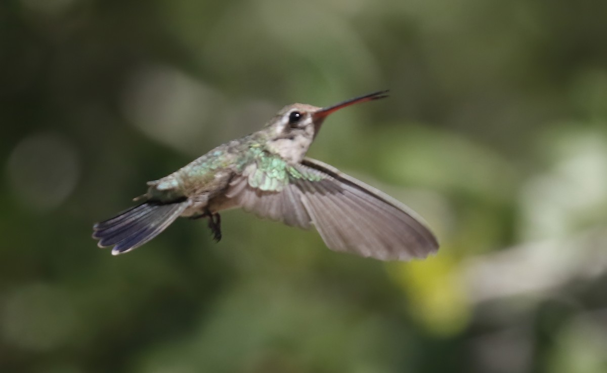 Broad-billed Hummingbird - ML609437425