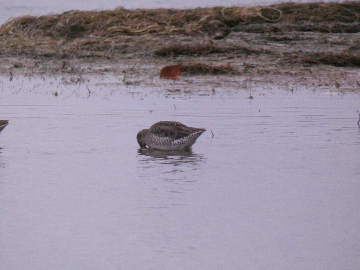 Long-billed Dowitcher - ML609437512