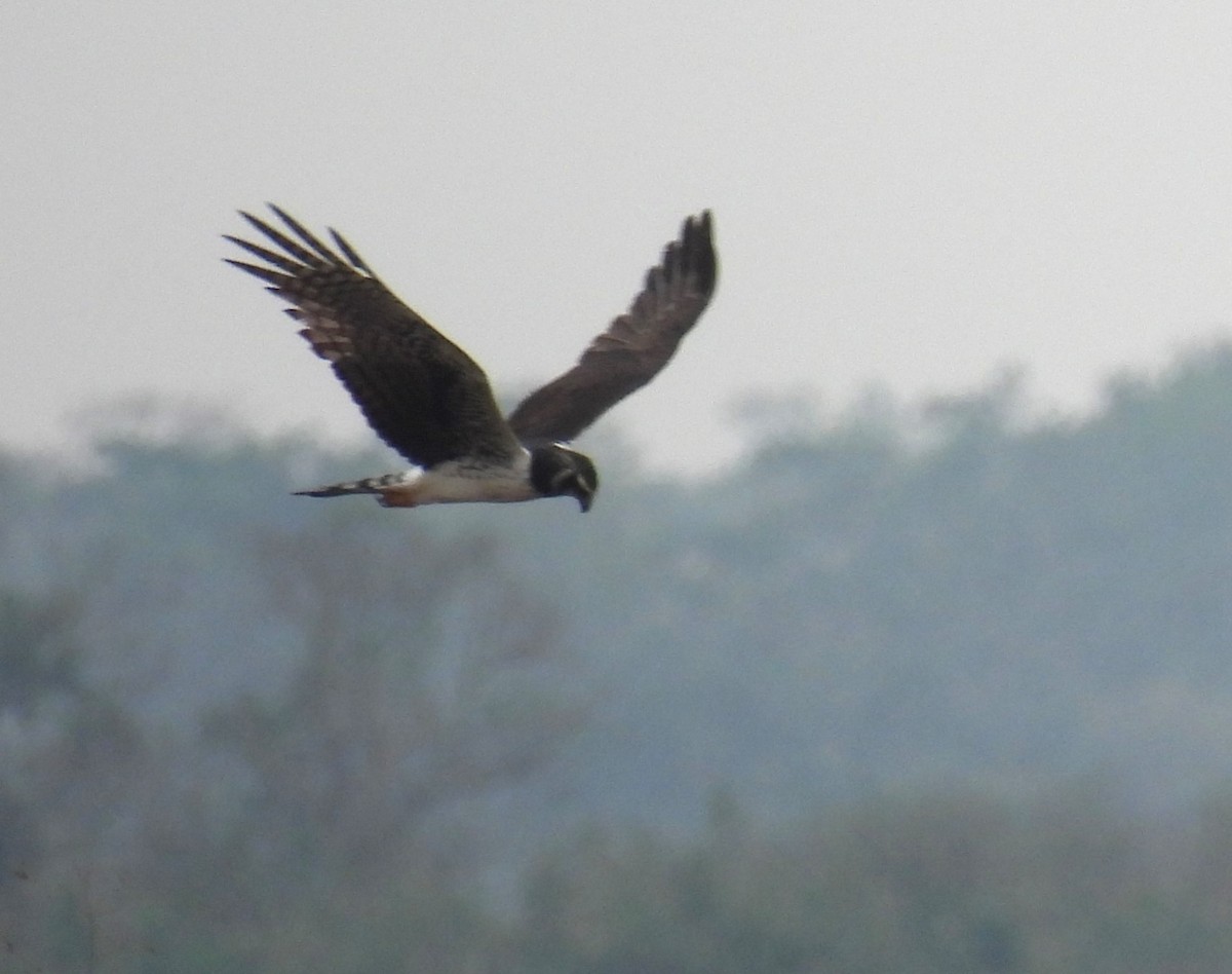Long-winged Harrier - ML609437523