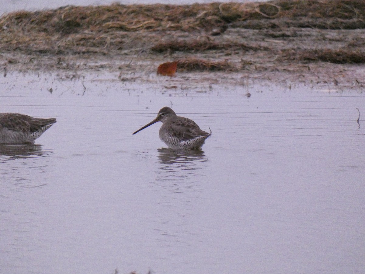 Long-billed Dowitcher - ML609437526