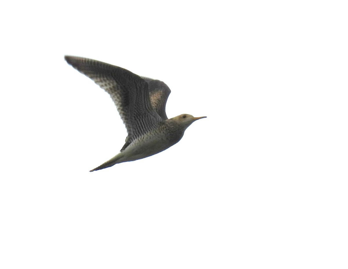 Upland Sandpiper - ML609437667