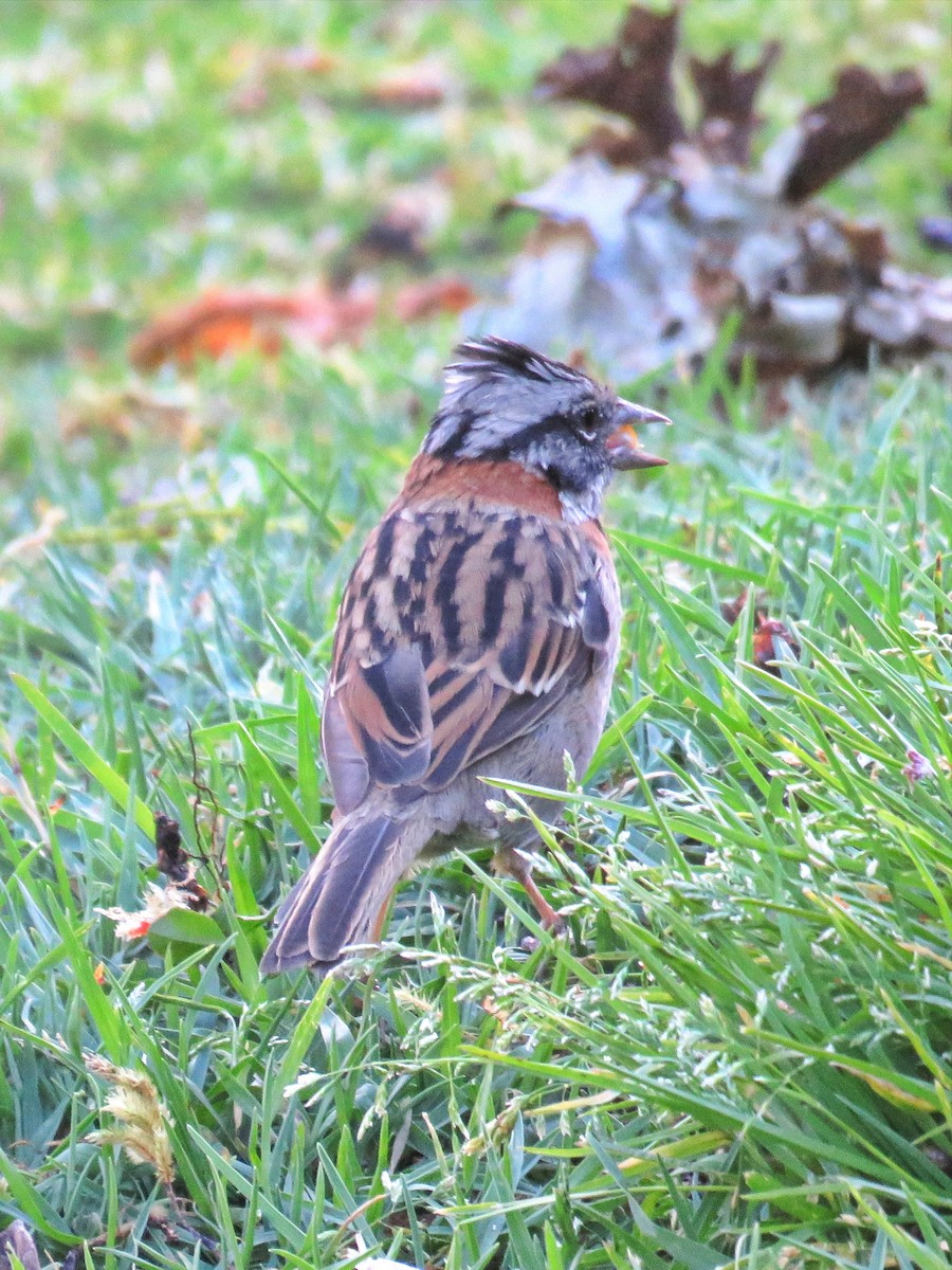 Rufous-collared Sparrow - ML609437743
