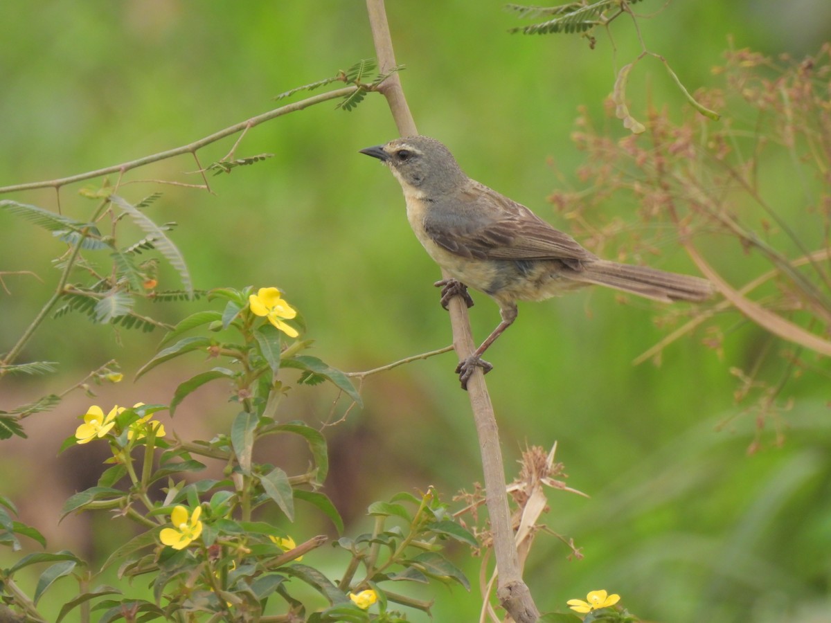 Long-tailed Reed Finch - ML609437853