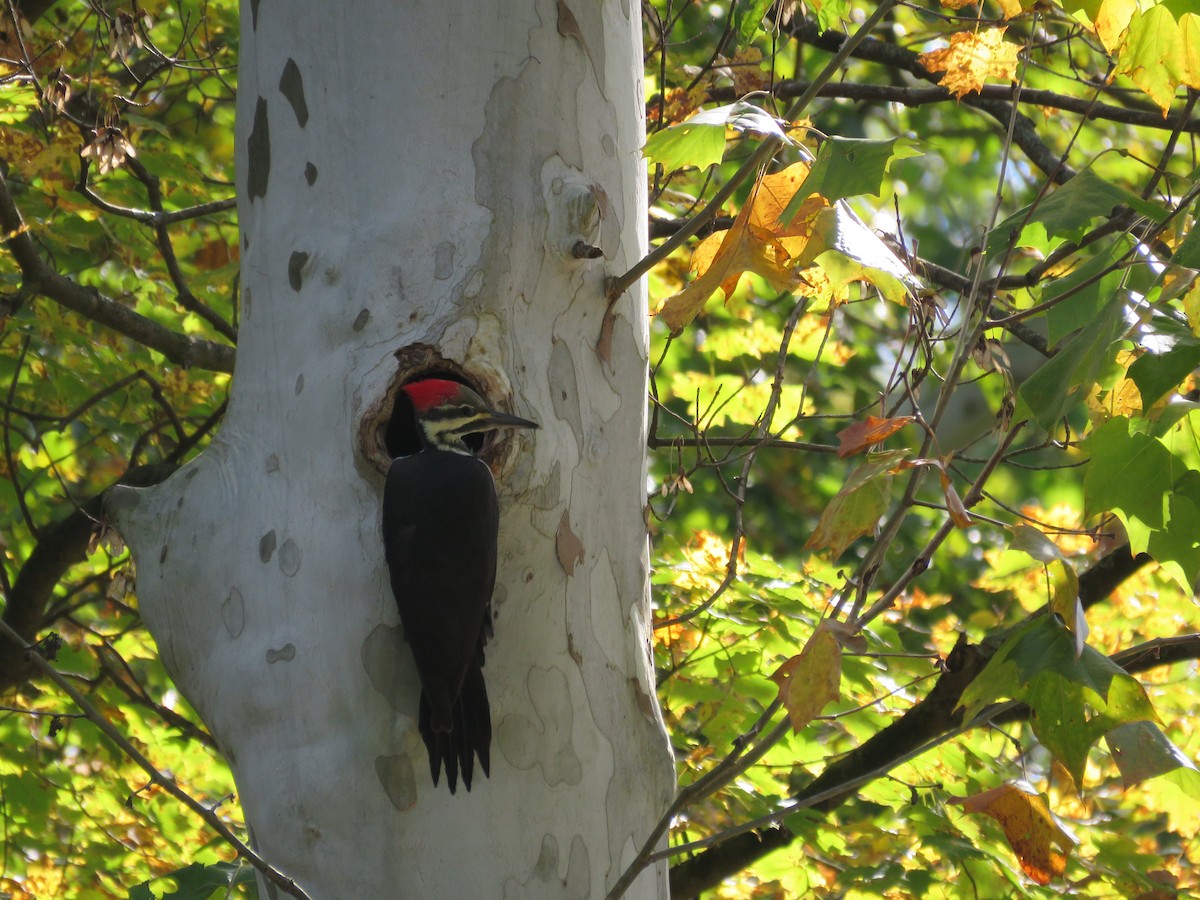 Pileated Woodpecker - ML609437961