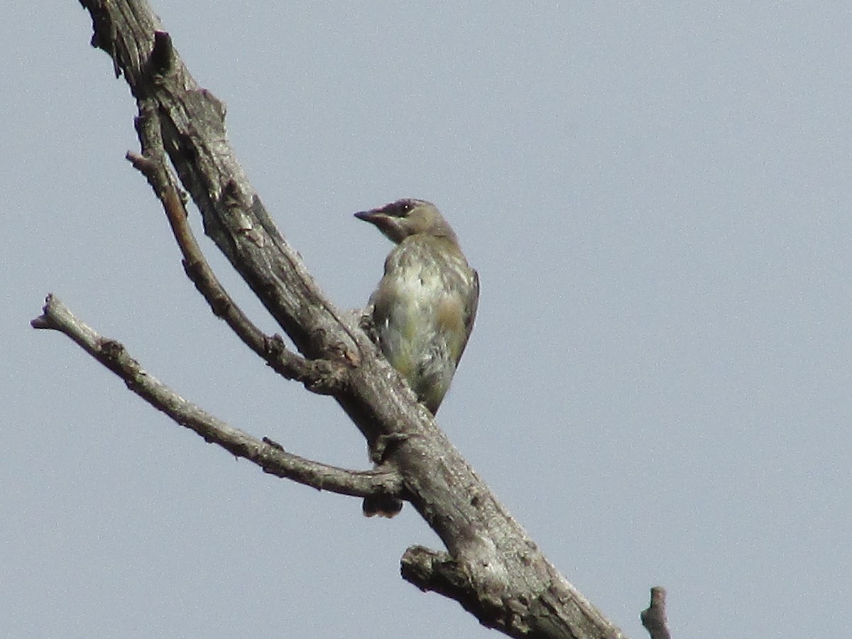 Cedar Waxwing - ML609438002
