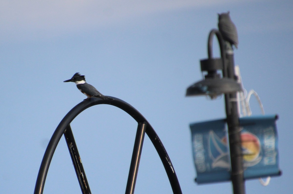 Belted Kingfisher - ML609438058
