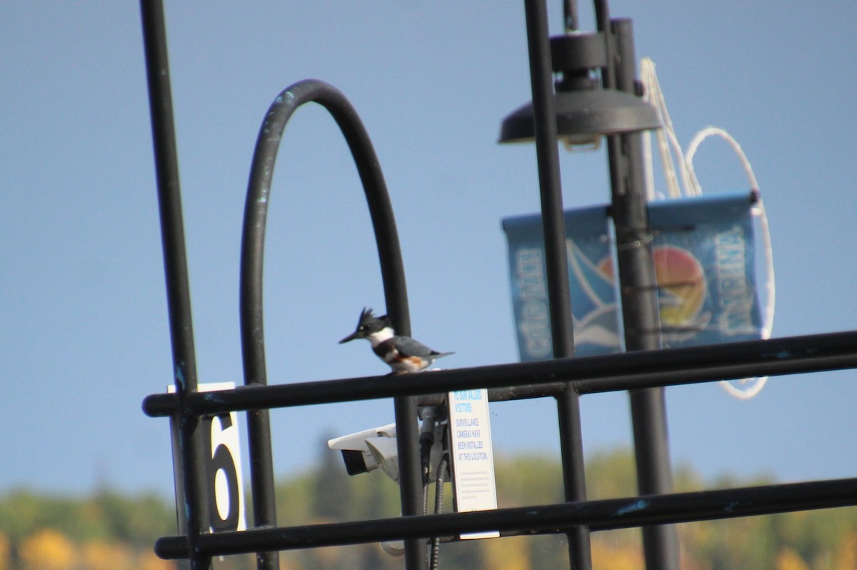 Belted Kingfisher - ML609438069
