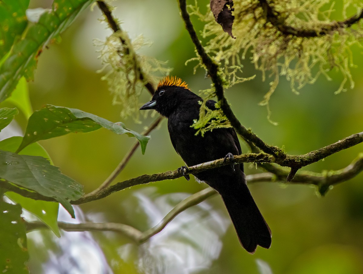 Tawny-crested Tanager - ML609438090