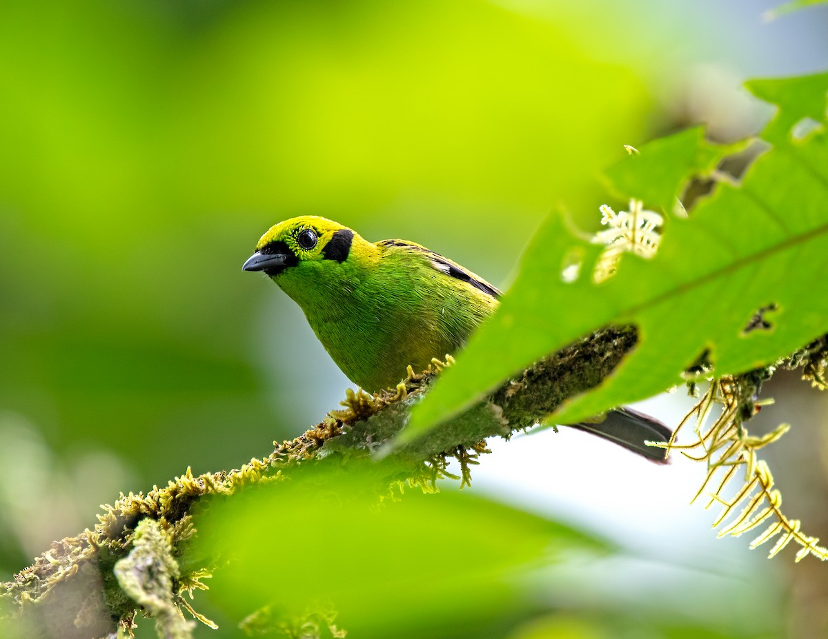 Emerald Tanager - ML609438136