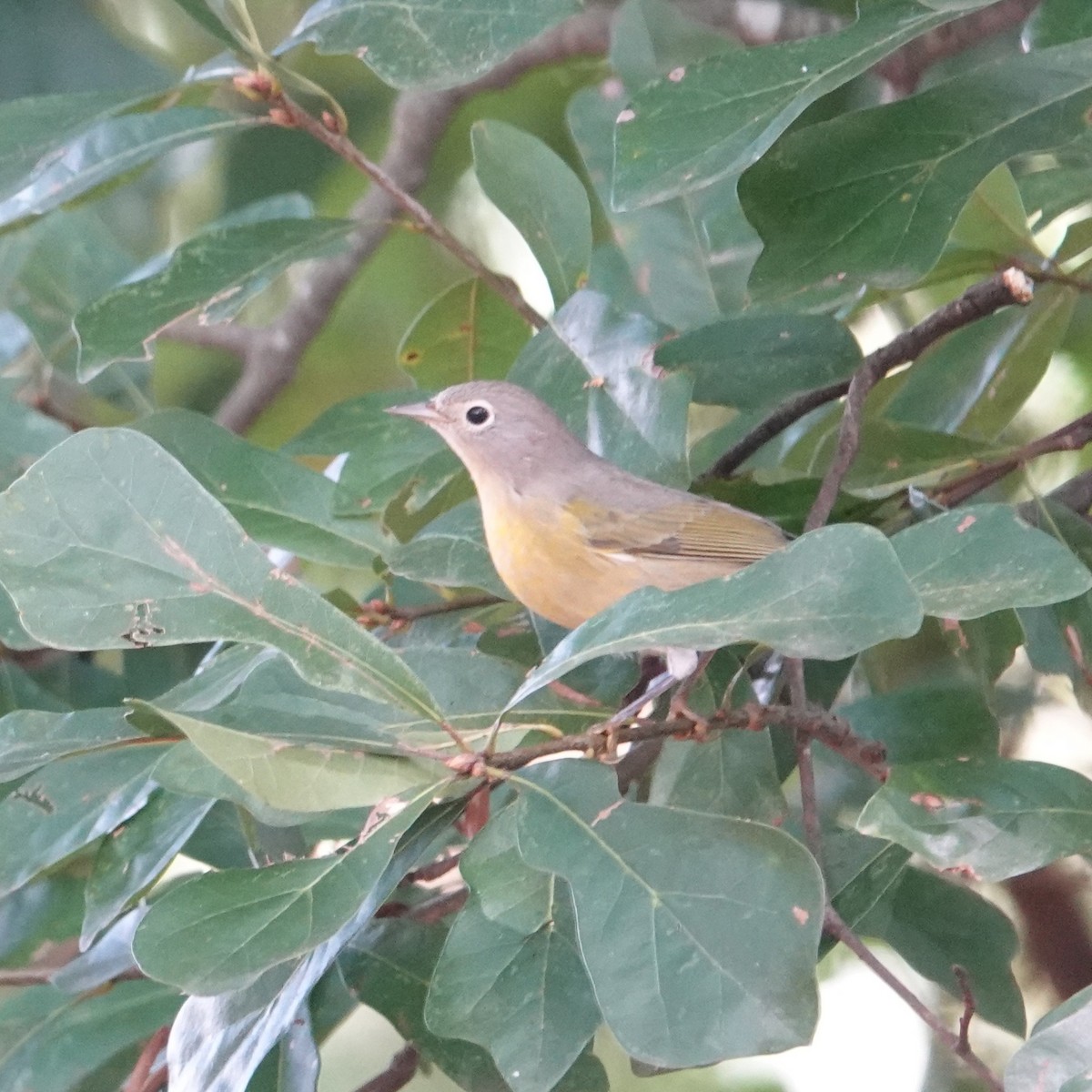 Nashville Warbler - ML609438840