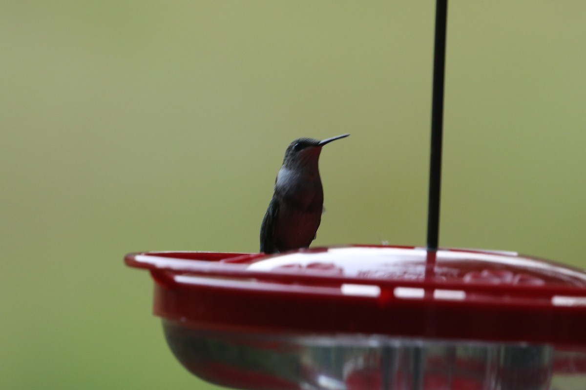Ruby-throated Hummingbird - ML609438989