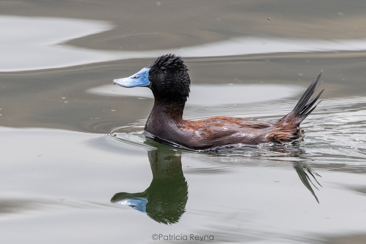 Andean Duck - ML609439122