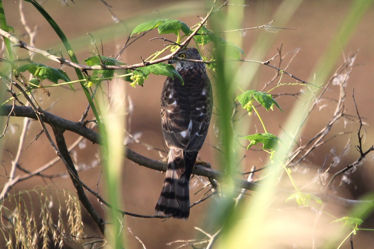 Eurasian Sparrowhawk - ML609439271