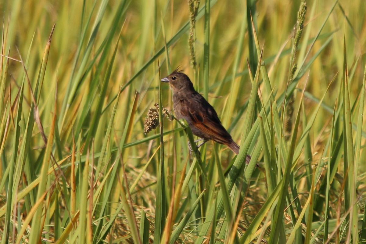 Crested Bunting - ML609439310