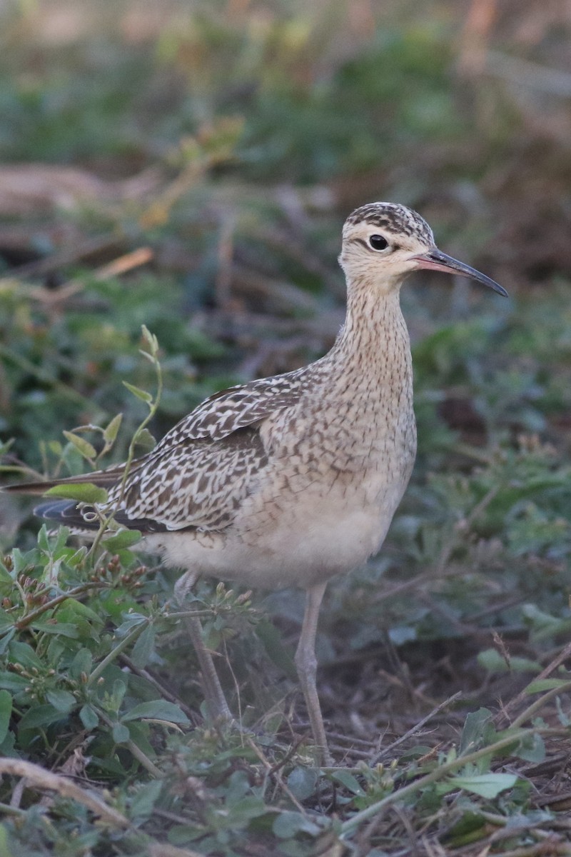 Little Curlew - ML609439727