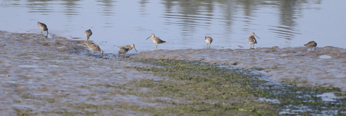 Long-billed Dowitcher - ML609439891